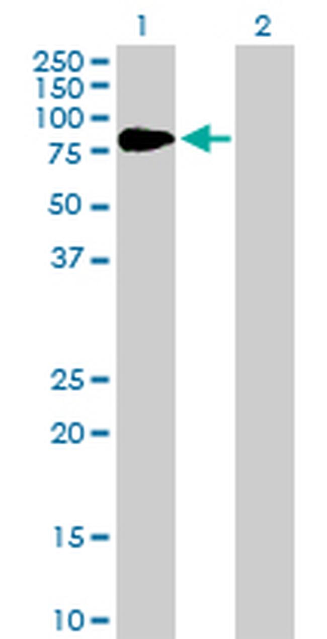 F2 Antibody in Western Blot (WB)