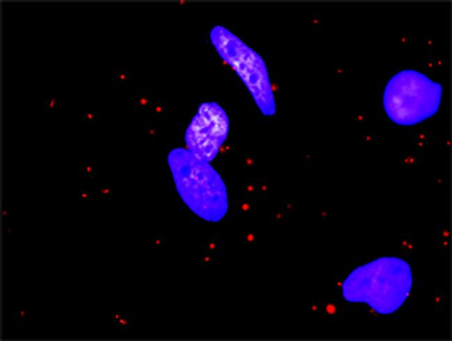 F2R Antibody in Proximity Ligation Assay (PLA) (PLA)