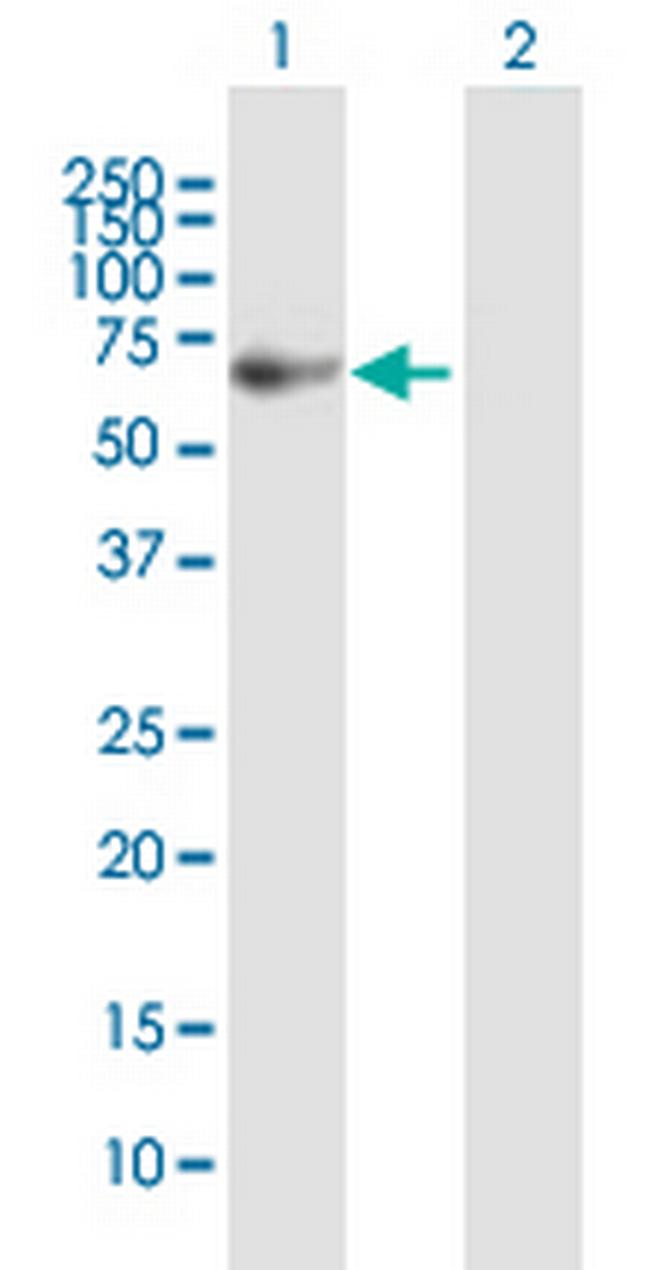 FANCG Antibody in Western Blot (WB)