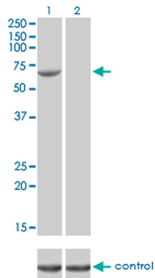 FANCG Antibody in Western Blot (WB)