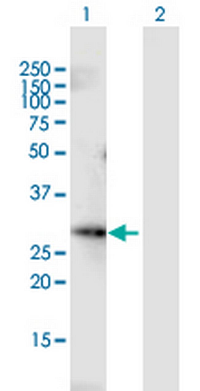 FGF13 Antibody in Western Blot (WB)
