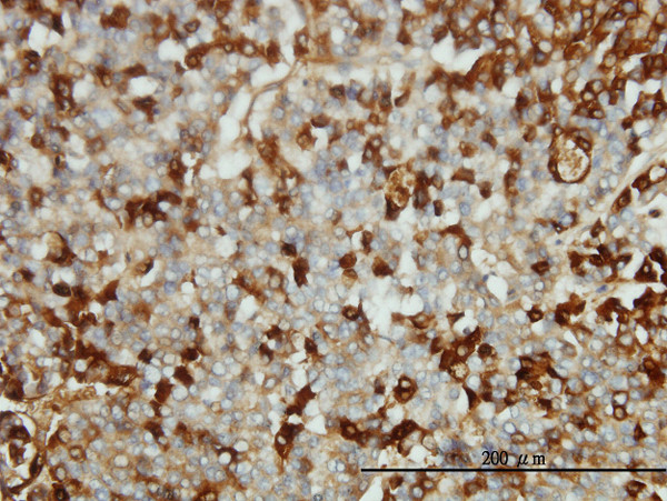 FGG Antibody in Immunohistochemistry (Paraffin) (IHC (P))