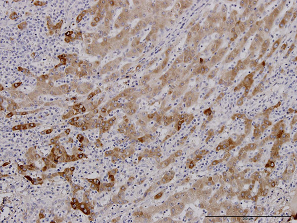 FGG Antibody in Immunohistochemistry (Paraffin) (IHC (P))