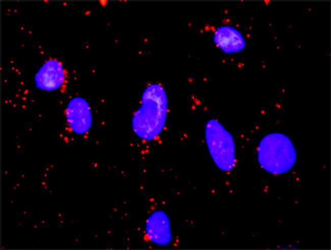 FOXO1A Antibody in Proximity Ligation Assay (PLA) (PLA)