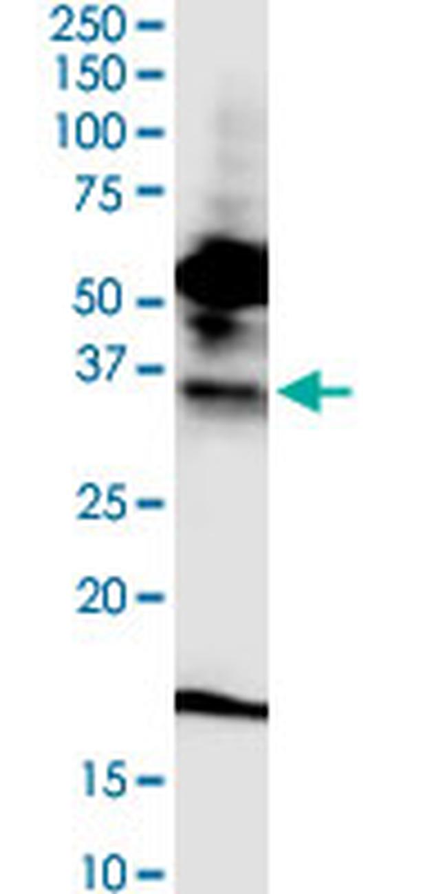 FPR2 Antibody in Western Blot (WB)