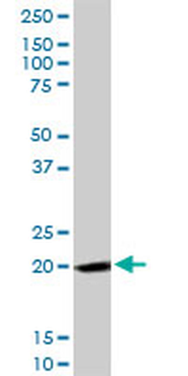 FTH1 Antibody in Western Blot (WB)