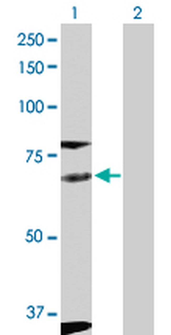 FYN Antibody in Western Blot (WB)