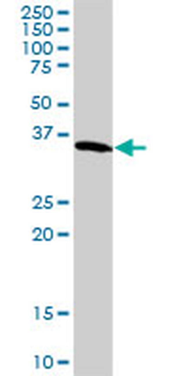 GAPDH Antibody in Western Blot (WB)