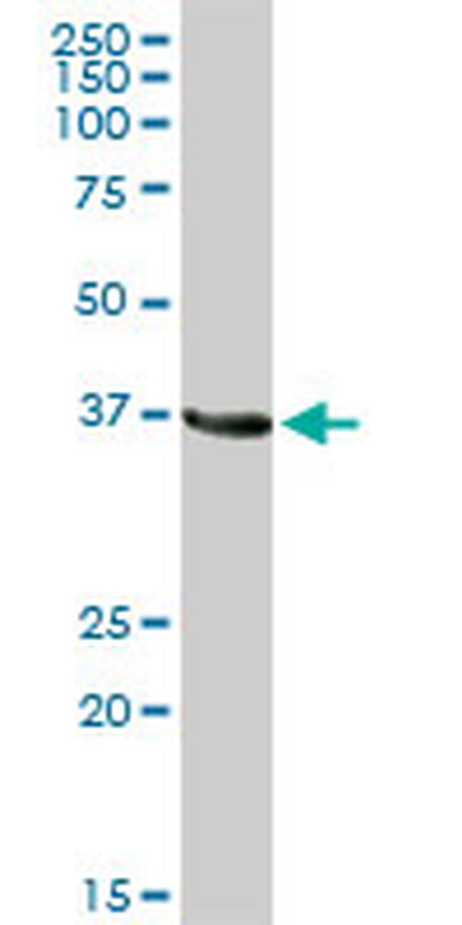 GAPDH Antibody in Western Blot (WB)