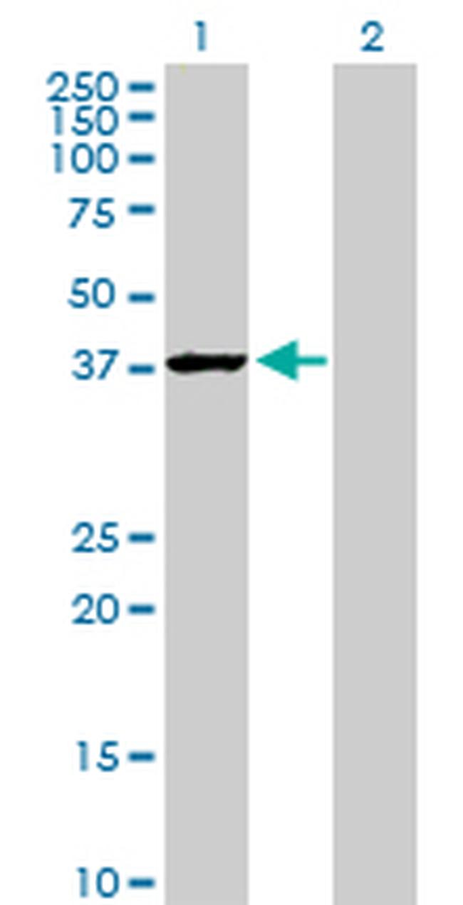 GAPDH Antibody in Western Blot (WB)