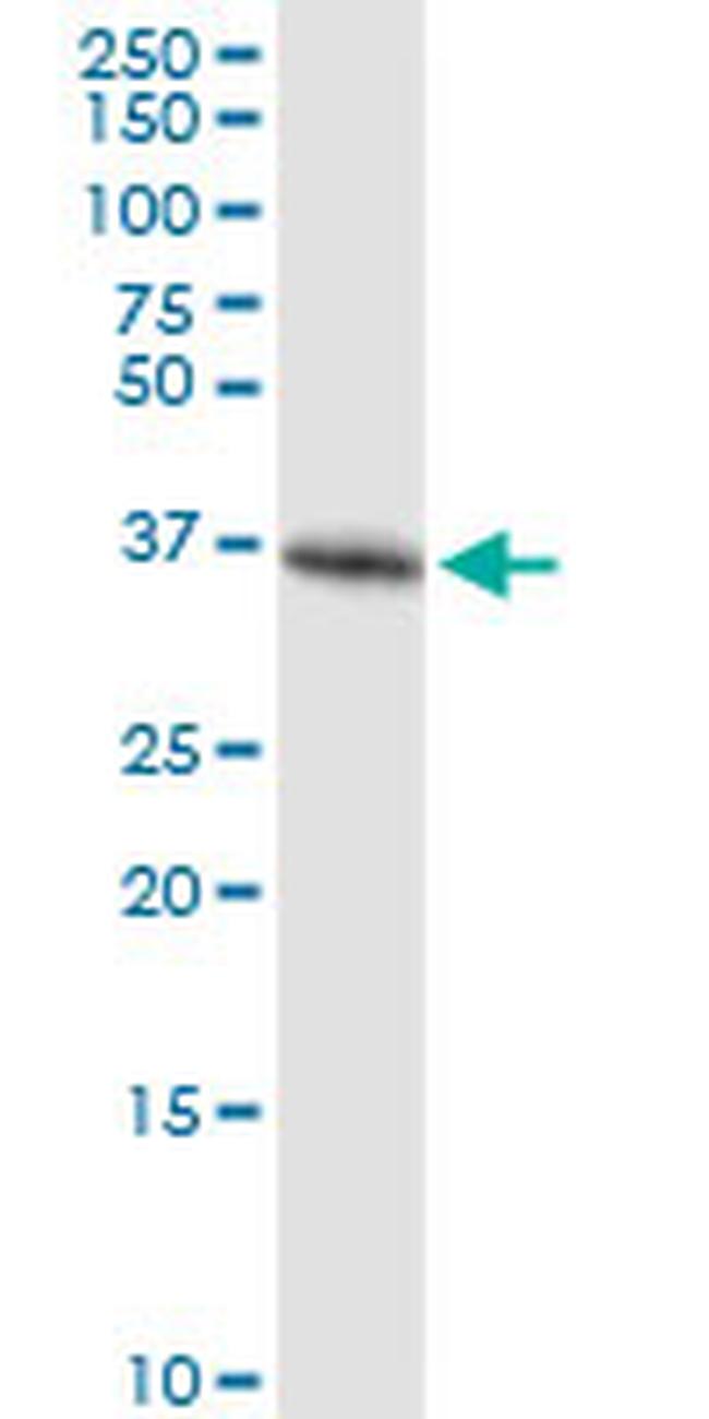 GAPDH Antibody in Western Blot (WB)