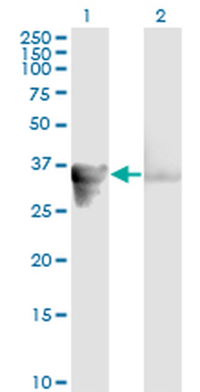 GAS2 Monoclonal Antibody (4E11) (H00002620-M01)