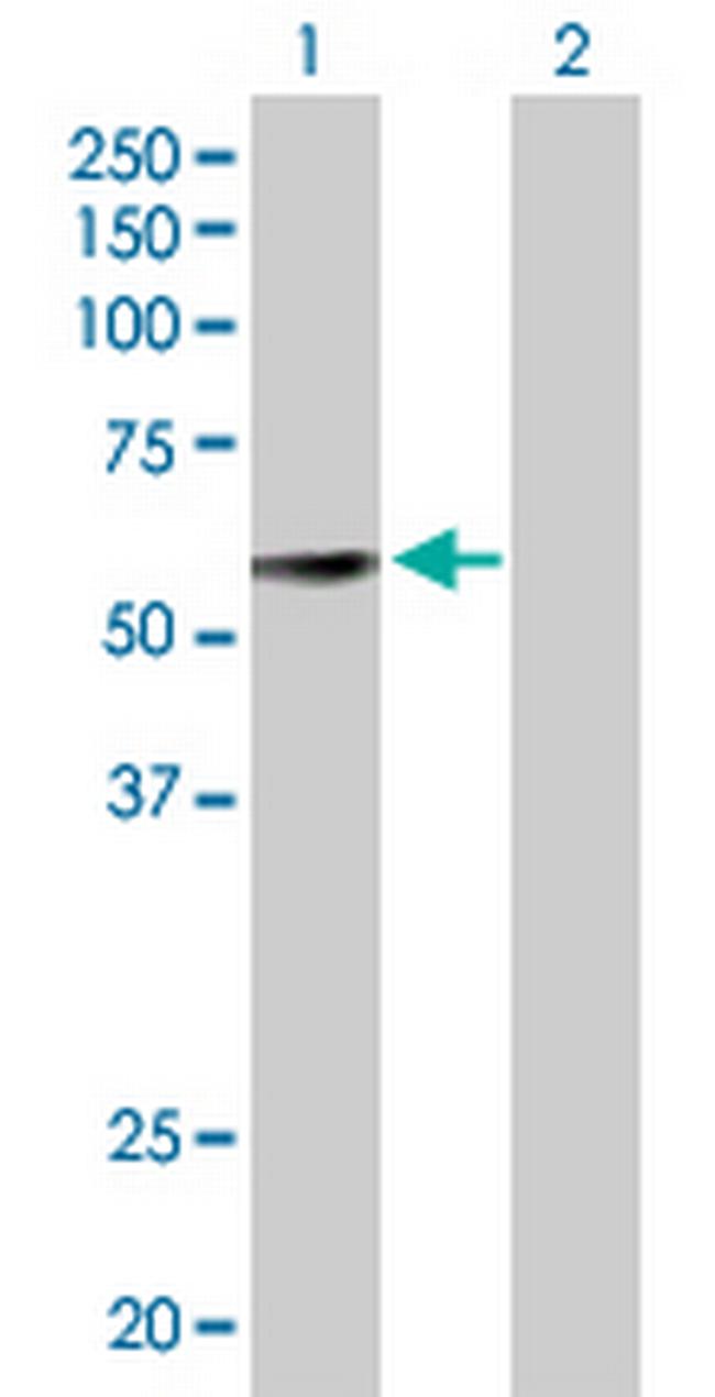 GDF10 Antibody in Western Blot (WB)