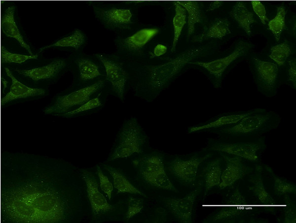 GFRA1 Antibody in Immunocytochemistry (ICC/IF)