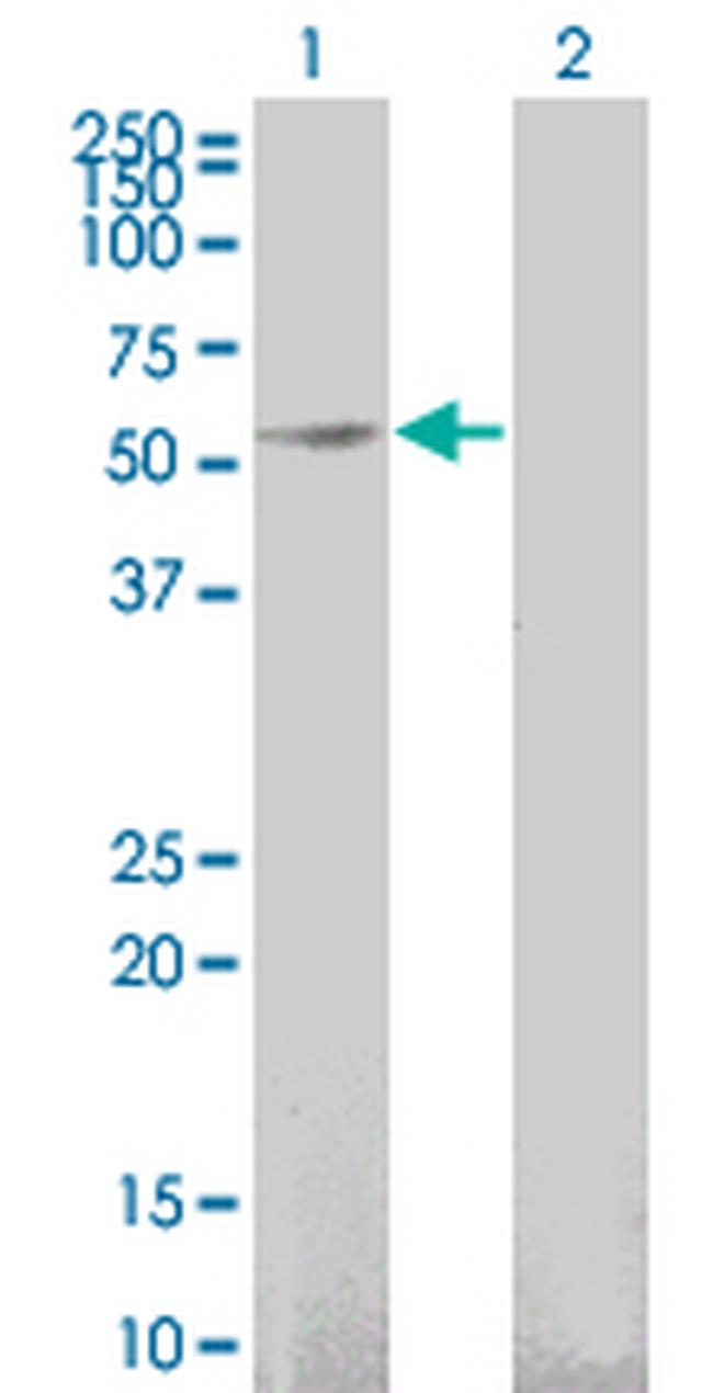 GFRA1 Antibody in Western Blot (WB)