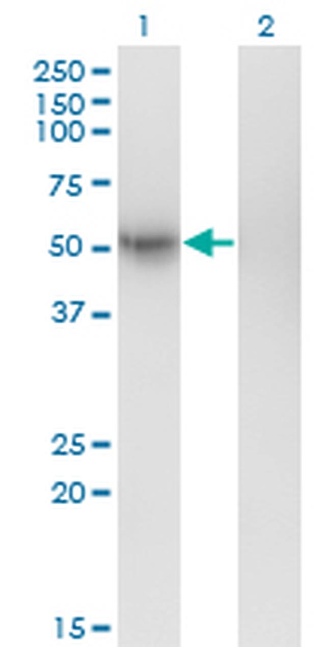 GFRA1 Antibody in Western Blot (WB)