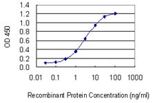 GGT1 Antibody in ELISA (ELISA)