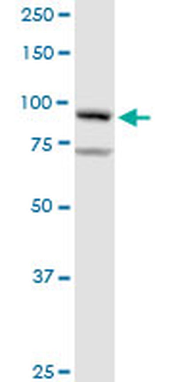 GOLGA1 Antibody in Western Blot (WB)