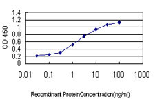 HHEX Antibody in ELISA (ELISA)