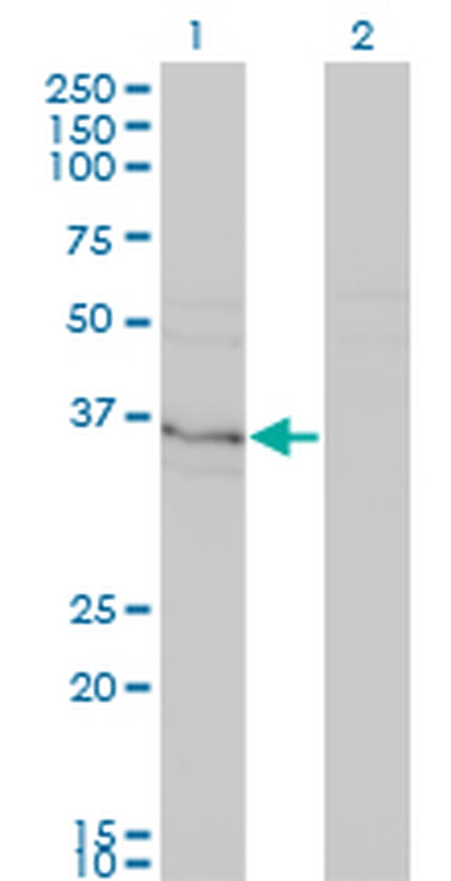 HHEX Antibody in Western Blot (WB)