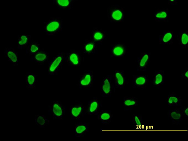 HMGB2 Antibody in Immunocytochemistry (ICC/IF)