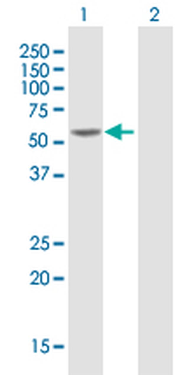 HNF4A Antibody in Western Blot (WB)