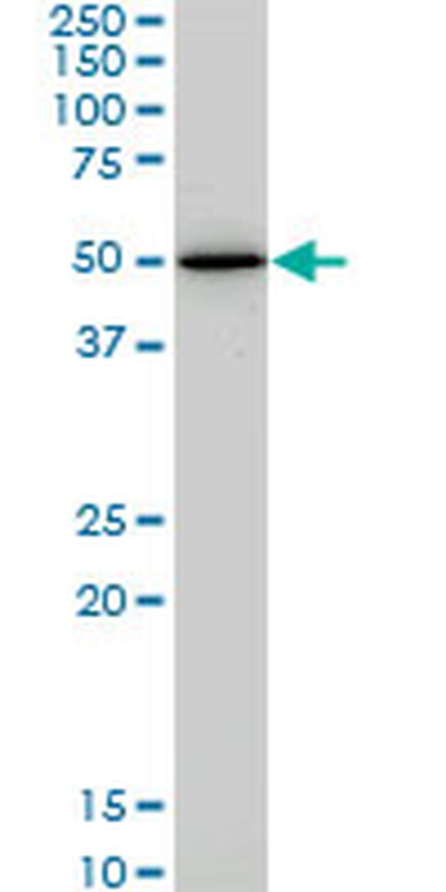 HNF4A Antibody in Western Blot (WB)