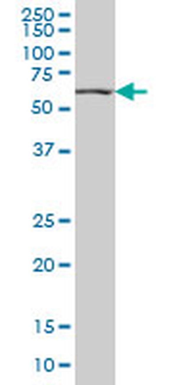 HNF4A Antibody in Western Blot (WB)