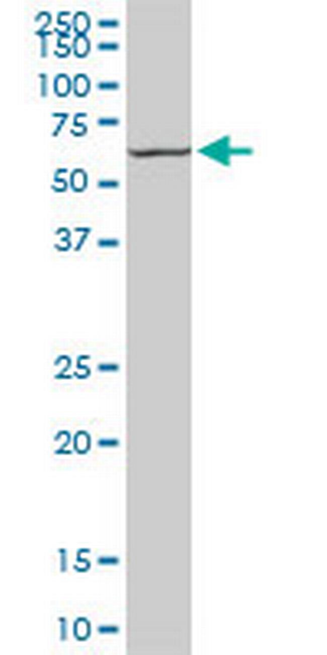 HSPA1B Antibody in Western Blot (WB)