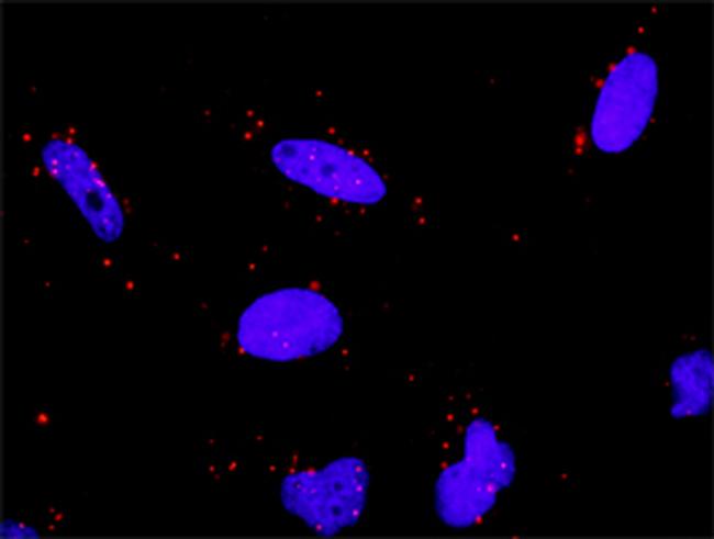 HSPA1L Antibody in Proximity Ligation Assay (PLA) (PLA)