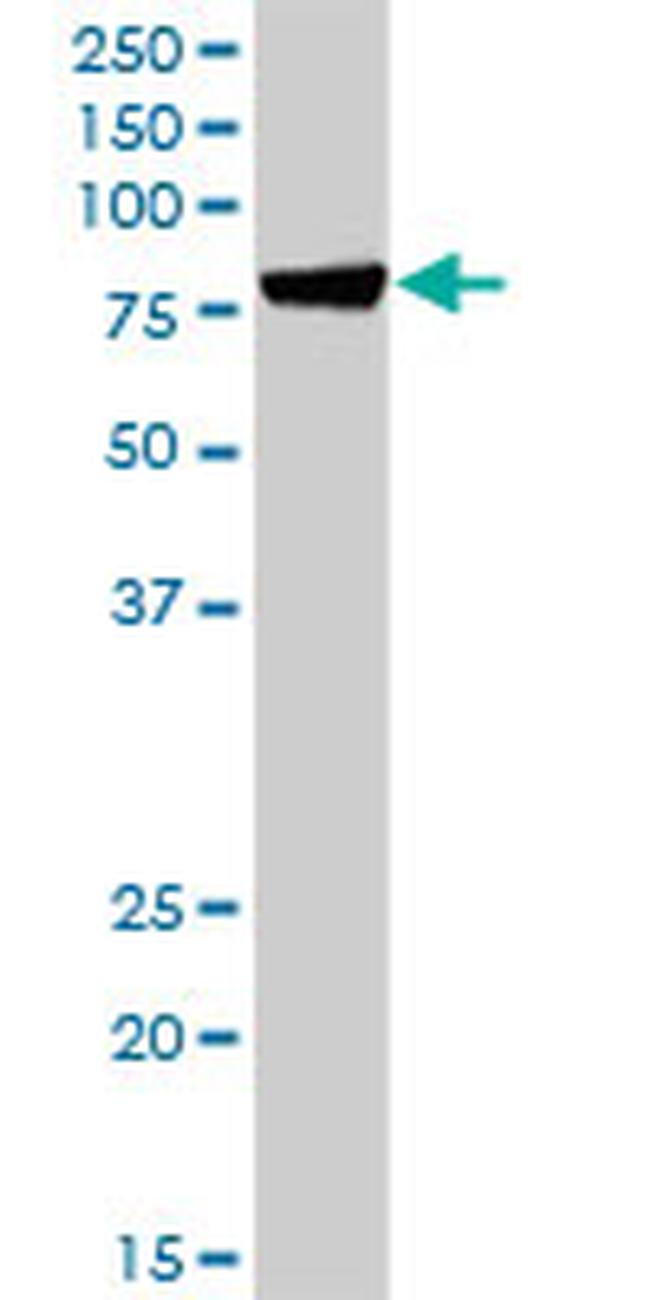 HSPA1L Antibody in Western Blot (WB)