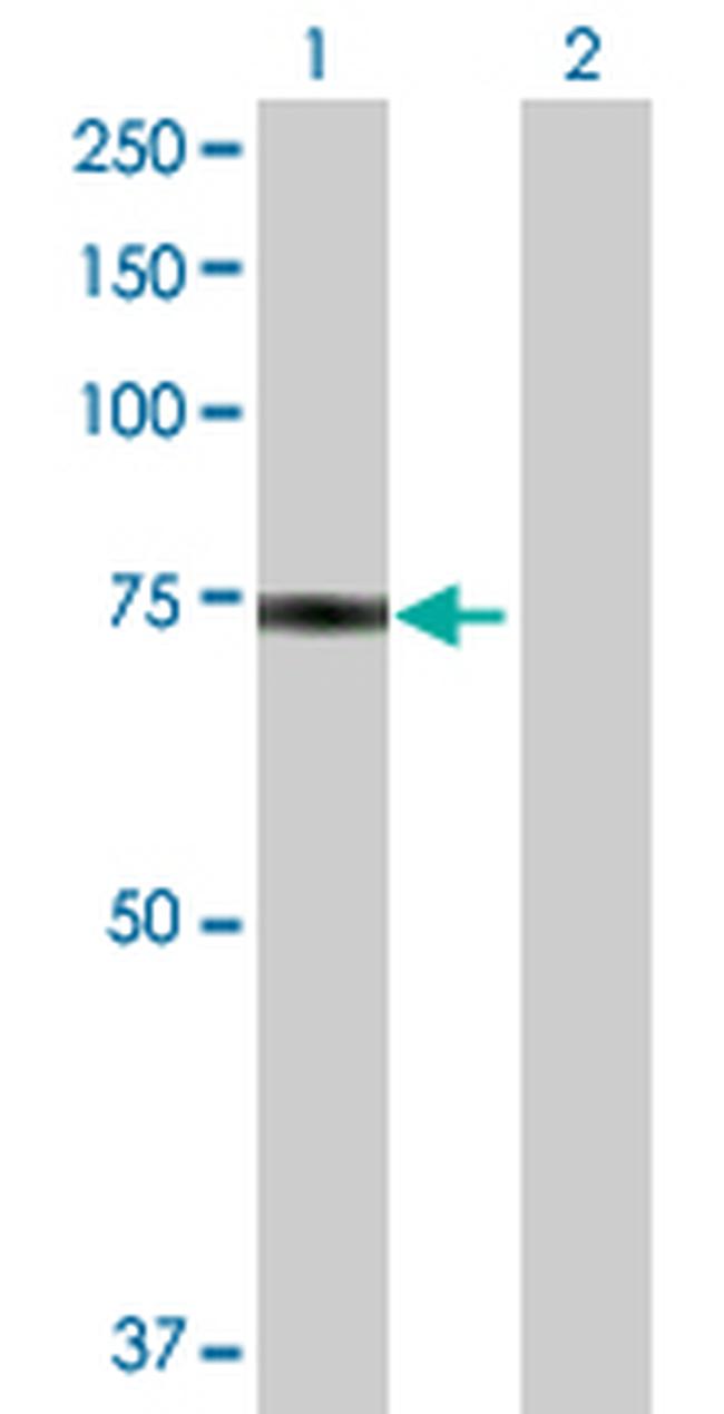 HSPA1L Antibody in Western Blot (WB)