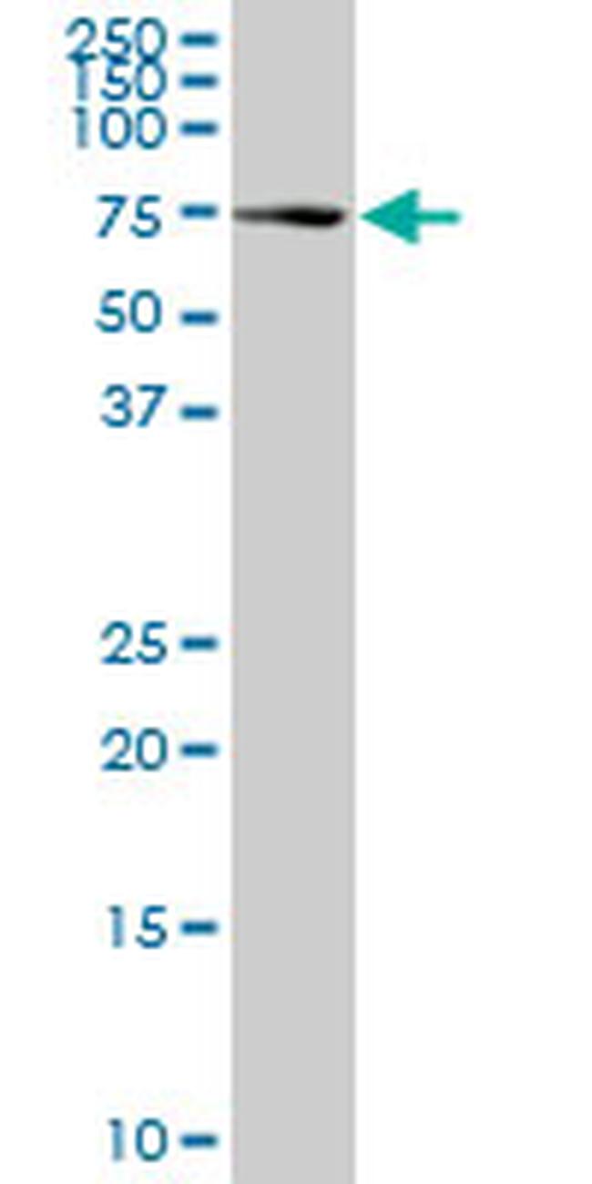 HSPA1L Antibody in Western Blot (WB)