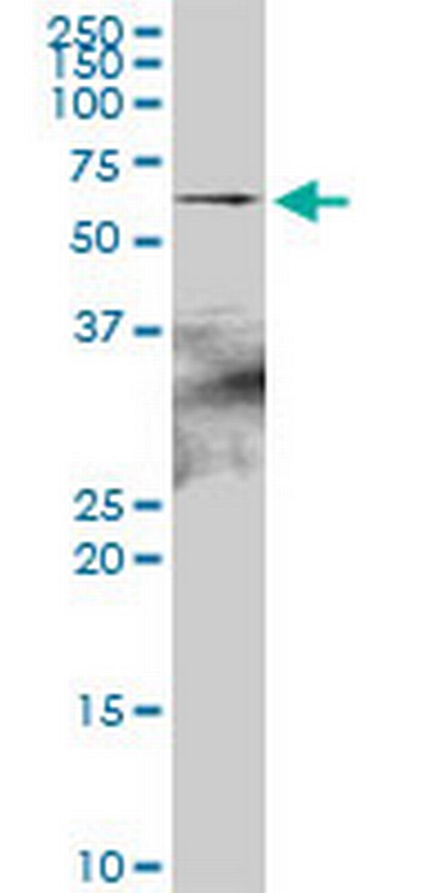 HSPA2 Antibody in Western Blot (WB)