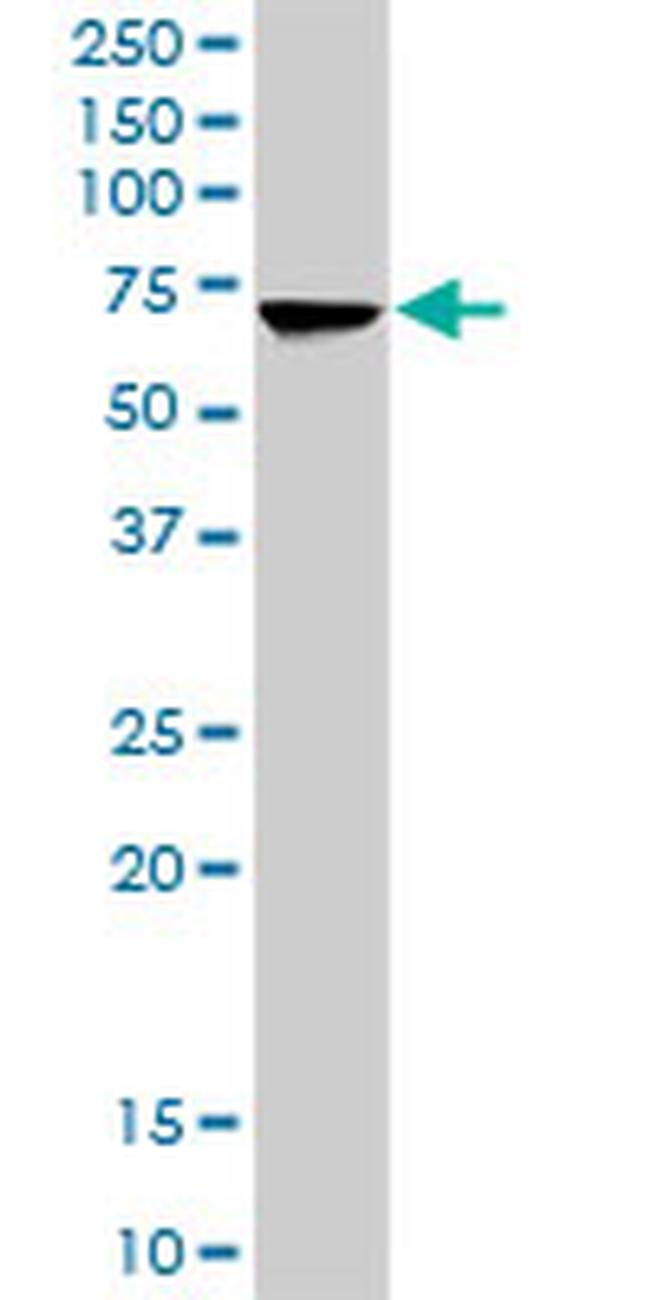 HSPA2 Antibody in Western Blot (WB)