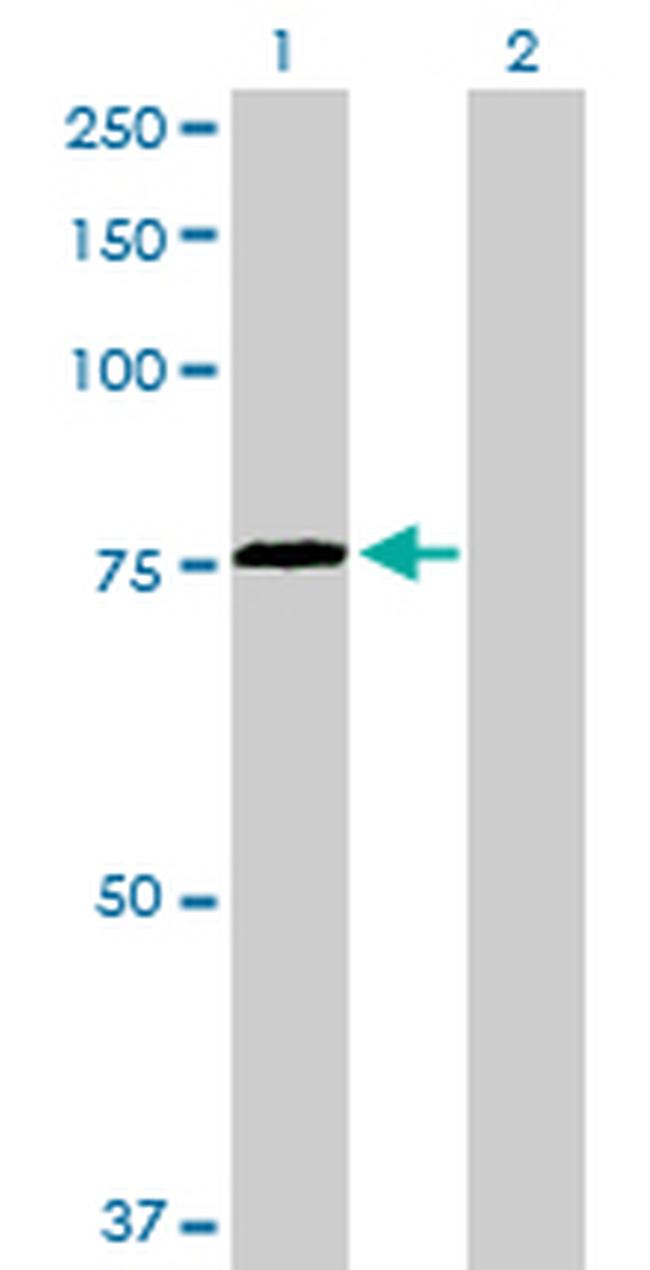 HSPA2 Antibody in Western Blot (WB)