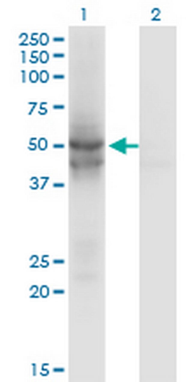 IDH2 Antibody in Western Blot (WB)