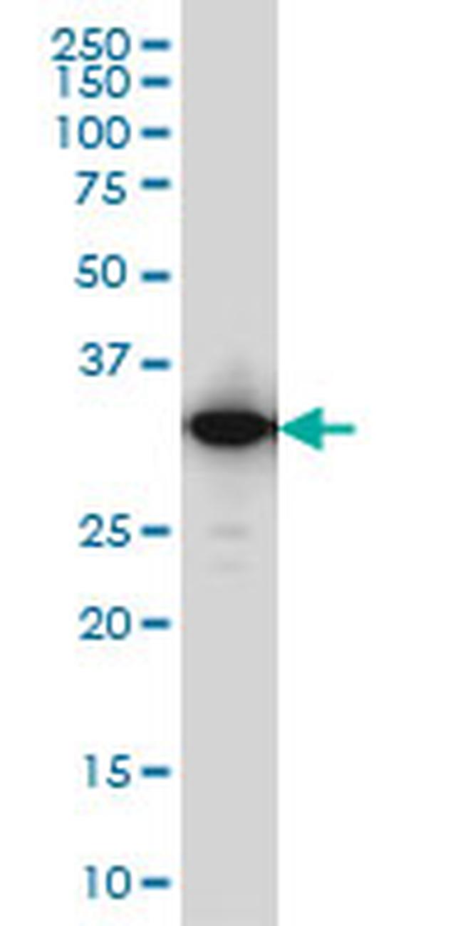 IFI35 Antibody in Western Blot (WB)