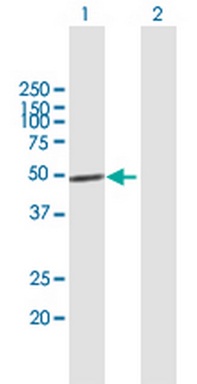 IRF1 Antibody in Western Blot (WB)