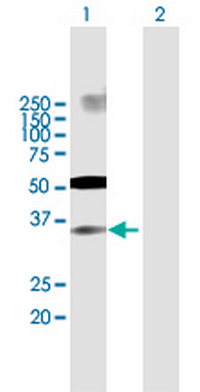 IRF2 Antibody in Western Blot (WB)