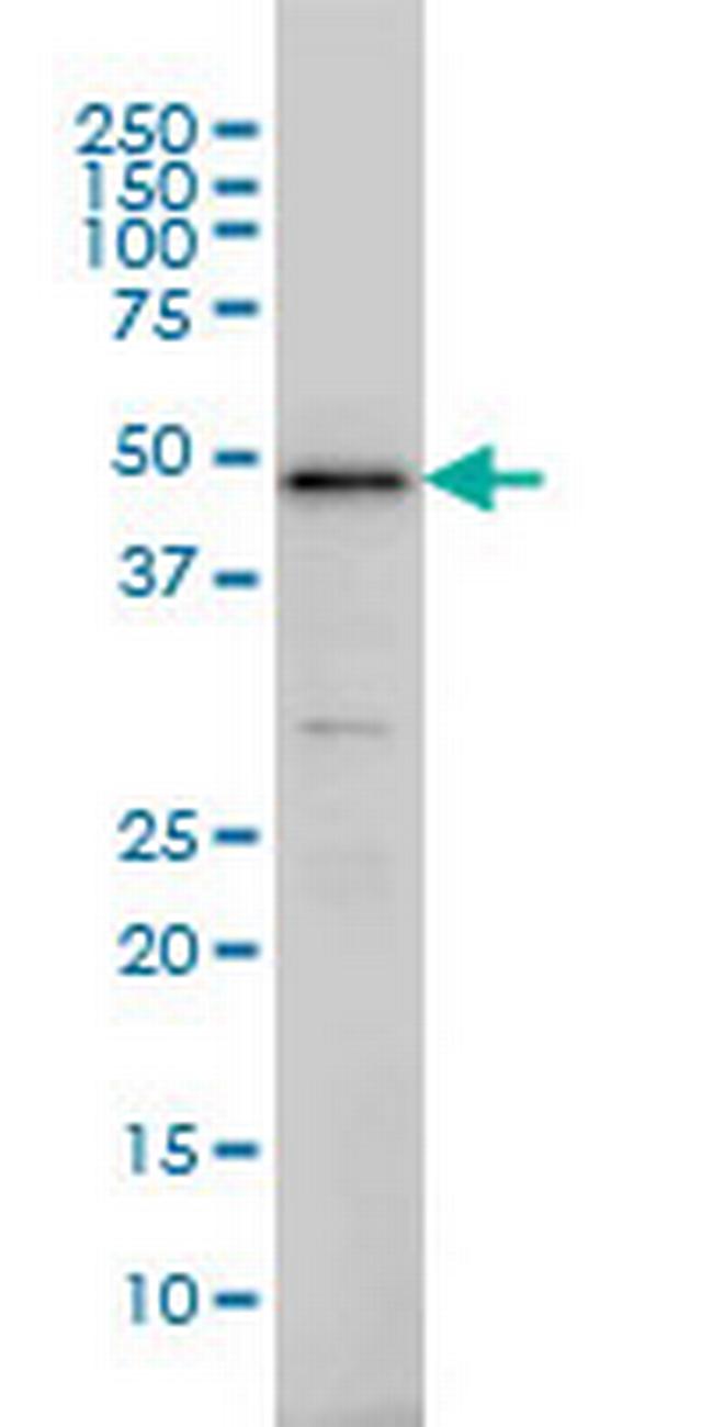 IRF2 Antibody in Western Blot (WB)