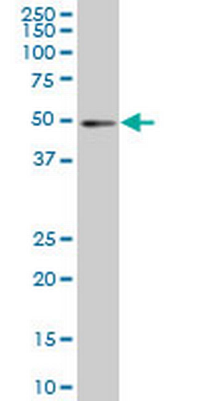 IRF2 Antibody in Western Blot (WB)