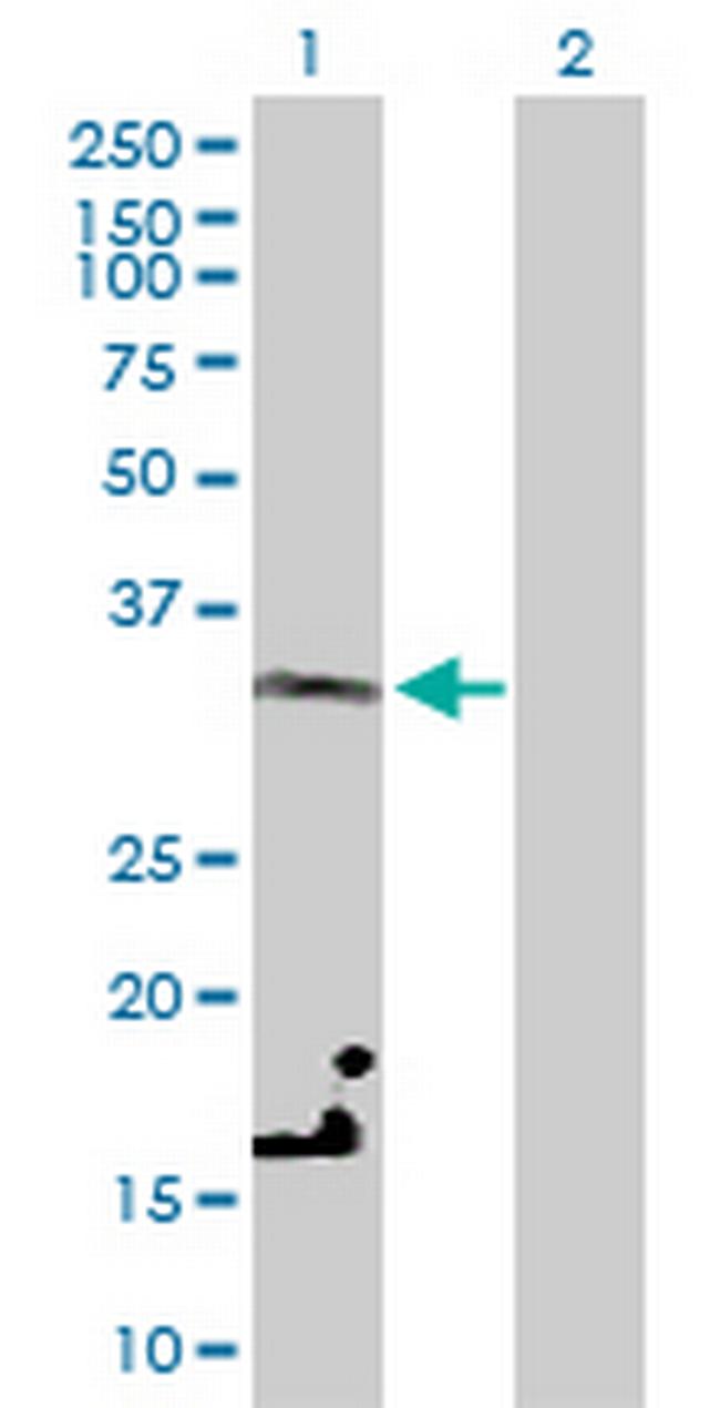 LDHC Antibody in Western Blot (WB)