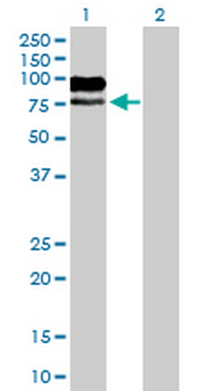 MAG Antibody in Western Blot (WB)