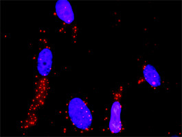 MAP3K4 Antibody in Proximity Ligation Assay (PLA) (PLA)