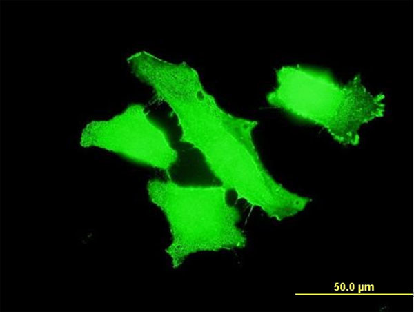 MPP1 Antibody in Immunocytochemistry (ICC/IF)