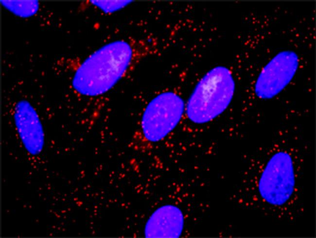 MYLK Antibody in Proximity Ligation Assay (PLA) (PLA)