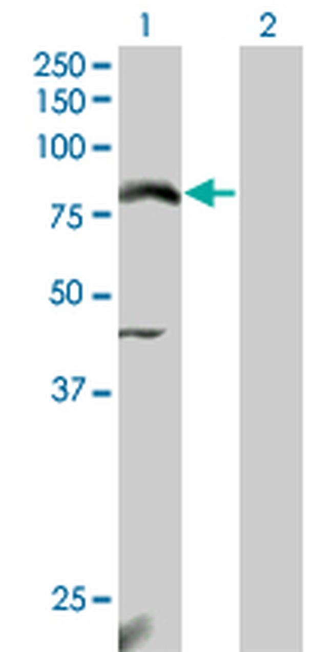 NFE2L2 Antibody in Western Blot (WB)