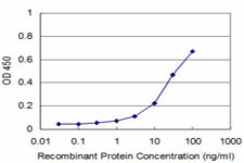 NFKB1 Antibody in ELISA (ELISA)