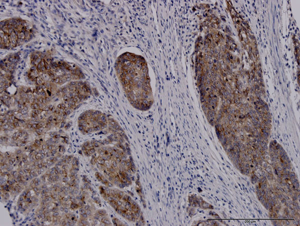 SLC11A2 Antibody in Immunohistochemistry (Paraffin) (IHC (P))